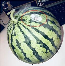 沛县网红吃瓜,一场视觉与味蕾的双重盛宴