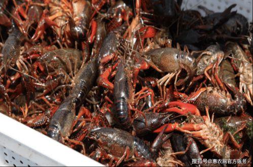 龙虾在线观看 第3张 龙虾在线观看 第3张